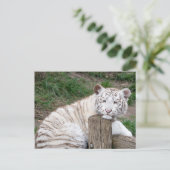 Müred Sleepy White Tiger Ruhen auf Baumhaken Postkarte (Stehend Vorderseite)