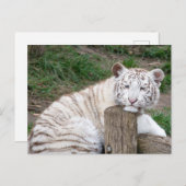Müred Sleepy White Tiger Ruhen auf Baumhaken Postkarte (Vorne/Hinten)