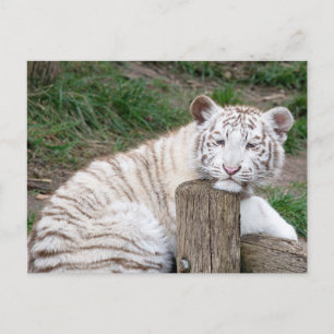 Müred Sleepy White Tiger Ruhen auf Baumhaken Postkarte