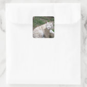 Müred Sleepy White Tiger Ruhen auf Baumhaken Quadratischer Aufkleber (Tasche)