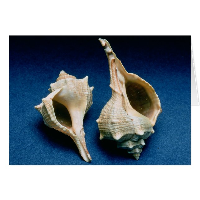 Murex Muschel (Vorderseite (Horizontal))