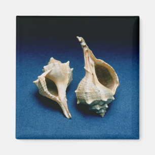 Murex Muschel Magnet