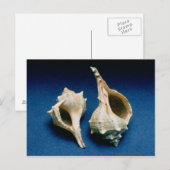 Murex Muschel Postkarte (Vorne/Hinten)