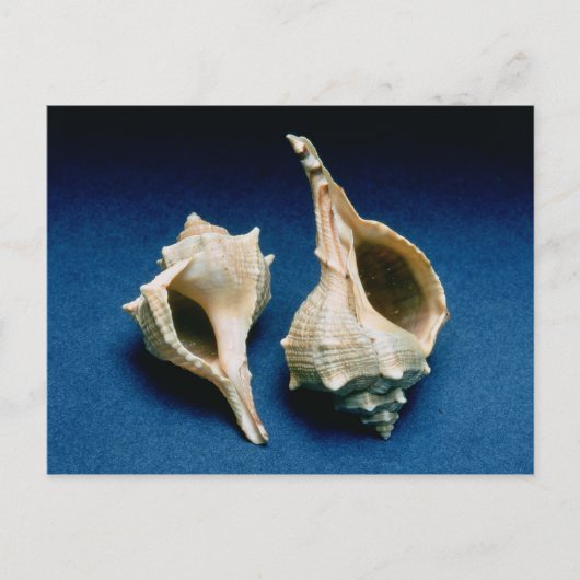 Murex Muschel Postkarte (Vorderseite)