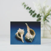 Murex Muschel Postkarte (Stehend Vorderseite)