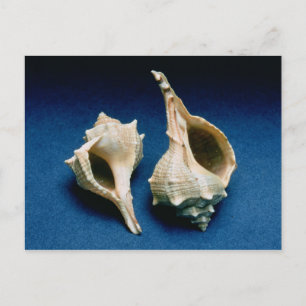 Murex Muschel Postkarte