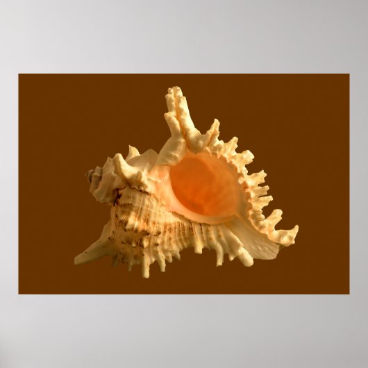 Murex Ramous Poster (Vorne)