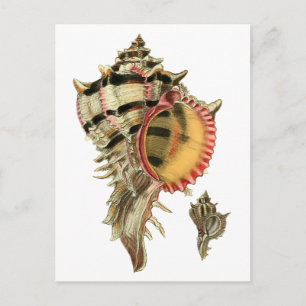 Murex-Seeschnecken Vintage-Illustration Postkarte