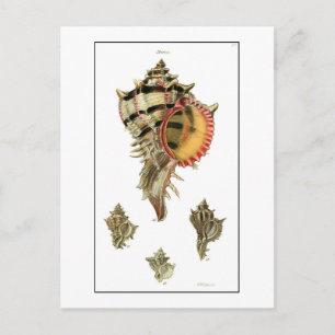 Murex-Seeschnecken Vintage-Illustration Postkarte