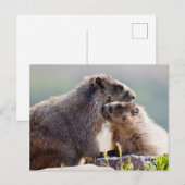 Murmelmutter mit Baby Postkarte (Vorne/Hinten)
