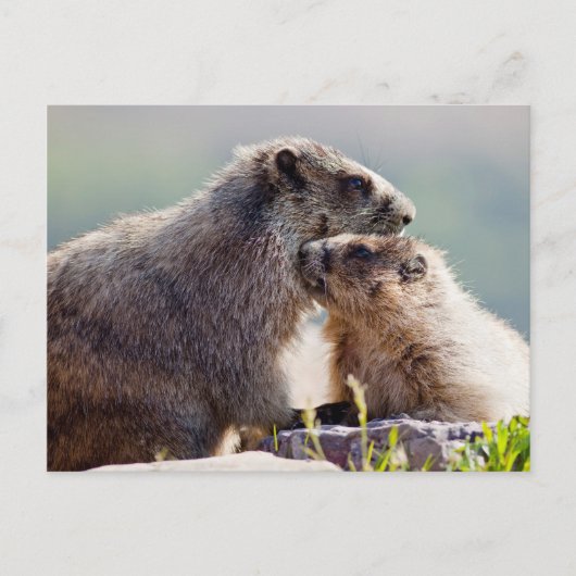 Murmelmutter mit Baby Postkarte (Vorderseite)