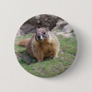 Murmeltier Button