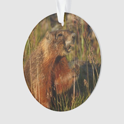 Murmeltier, das Gras isst Ornament (Vorderseite)