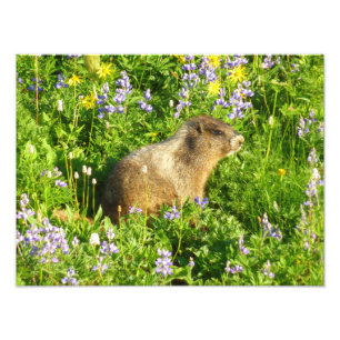 Murmeltier in Mount Rainier Wildblumen Fotodruck