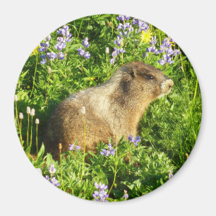 Murmeltier in Mount Rainier Wildblumen Magnet