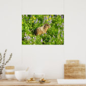 Murmeltier in Mount Rainier Wildblumen Poster (Küche)