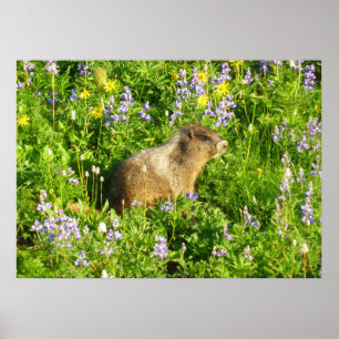 Murmeltier in Mount Rainier Wildblumen Poster