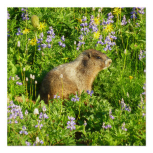Murmeltier in Mount Rainier Wildblumen Poster