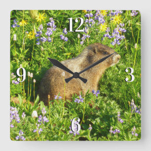 Murmeltier in Mount Rainier Wildblumen Quadratische Wanduhr