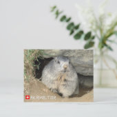 Murmeltier, Schweiz / Marmot, Schweiz Postkarte (Stehend Vorderseite)