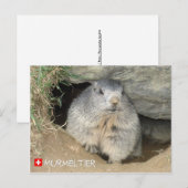 Murmeltier, Schweiz / Marmot, Schweiz Postkarte (Vorne/Hinten)