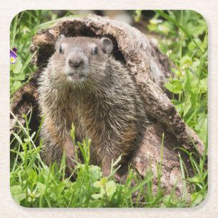 Murmeltiere in einem hohlen Baumstamm Rechteckiger Pappuntersetzer
