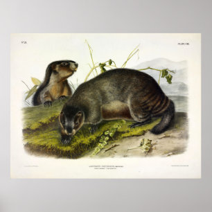 Murmeltiere, Pfeifer von Audubon Poster