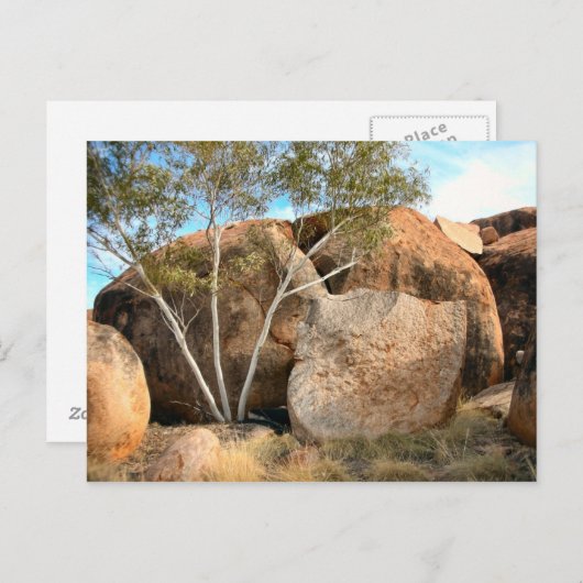 Murmeltiere Postkarte (Vorne/Hinten)