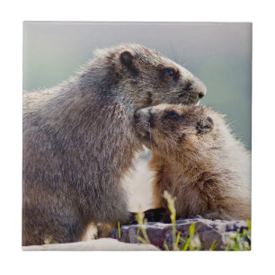Murmeltiermutter mit Baby Fliese