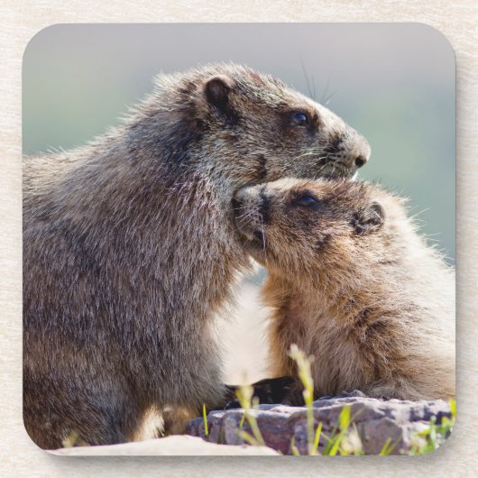 Murmeltiermutter mit Baby Getränkeuntersetzer (Vorderseite)
