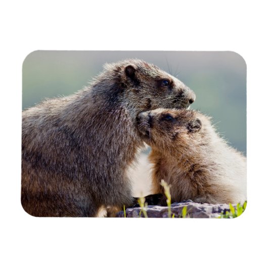 Murmeltiermutter mit Baby Magnet (Horizontal)