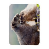 Murmeltiermutter mit Baby Magnet (Vertikal)