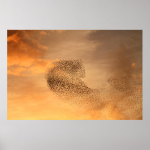 Murmuration des Starlings-Druckes Poster
