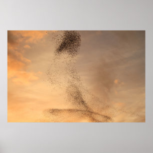 Murmuration von Starlings-Druck Poster