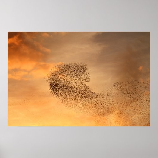 Murmuration von Starlings Print Poster (Vorne)