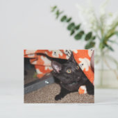 Murphy Postkarte (Stehend Vorderseite)