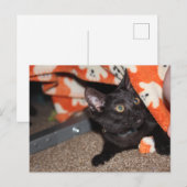 Murphy Postkarte (Vorne/Hinten)