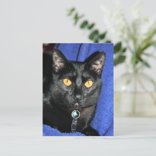 Murphy Postkarte (Stehend Vorderseite)