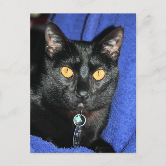 Murphy Postkarte (Vorderseite)