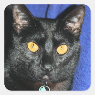 Murphy Quadratischer Aufkleber