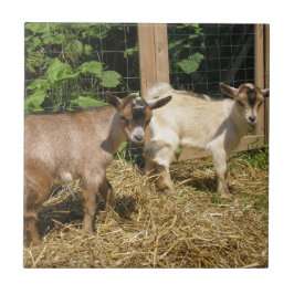 Murphy und Corky Fliese