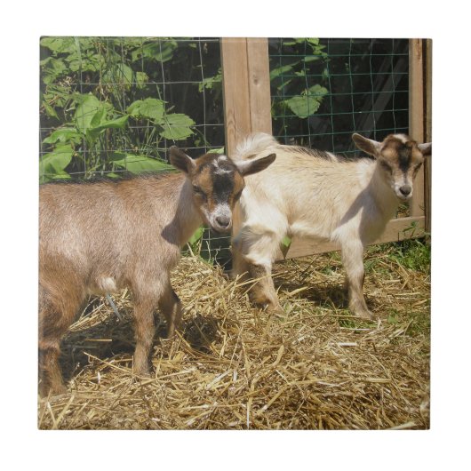 Murphy und Corky Fliese (Vorderseite)