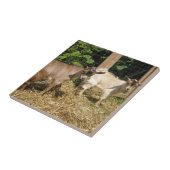 Murphy und Corky Fliese (Seite)