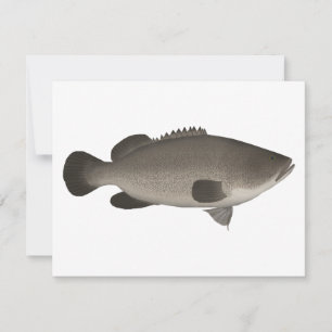 Murray Cod Mitteilungskarte