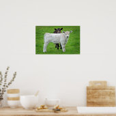 Murray Gray Calves (typische ländliche Szene von K Poster (Küche)