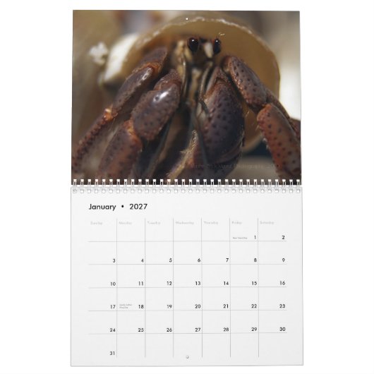 mürrisch, Einsiedlerkrebse Kalender (Jan 2027)