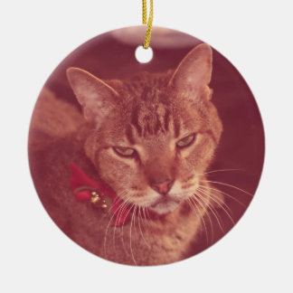 Mürrische alte taube Tabby-Verzierung Keramikornament