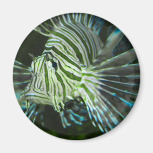 Mürrische Fische Magnet