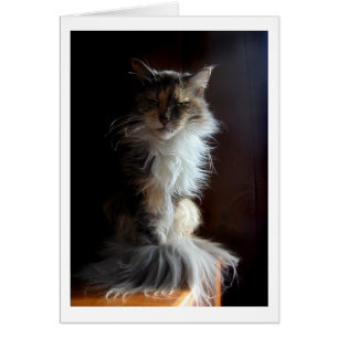 Mürrische, würdige alte Katze