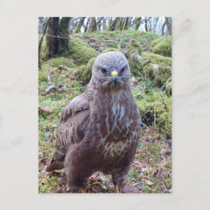 Mürrischer Bussard mit Haltung Land-Wildtiere Feiertagspostkarte